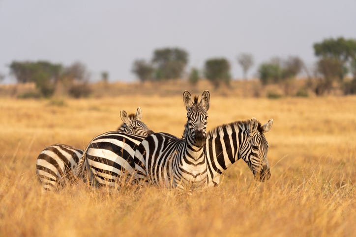 Zebras
