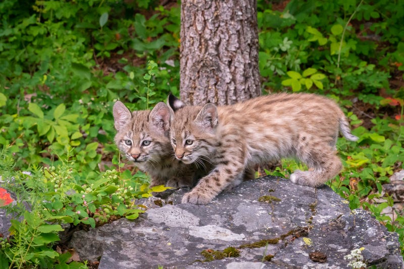 Mountain lion cub