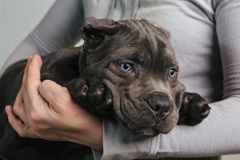 Mastiff