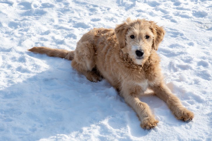 dog on the snow