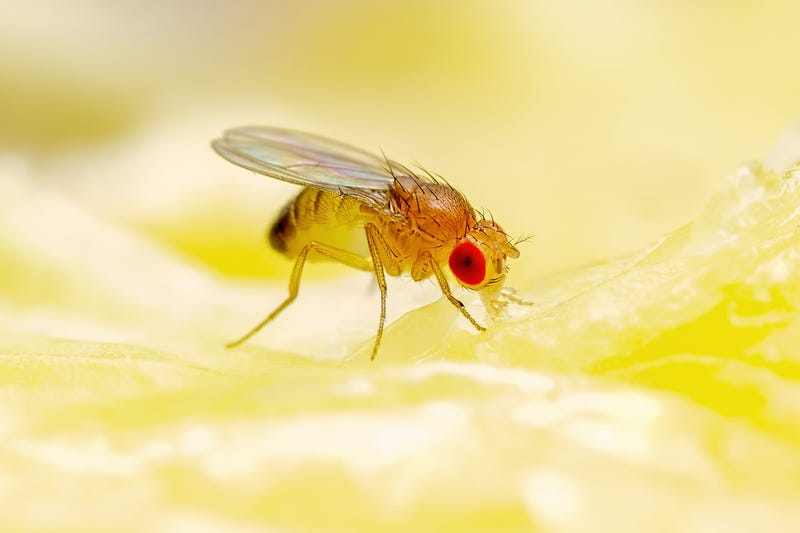 Fruit fly