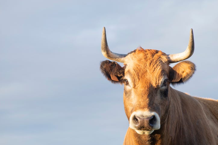 brown horned cow isolated with sky background