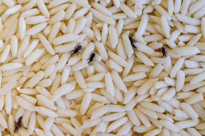 File photo: Bugs in rice