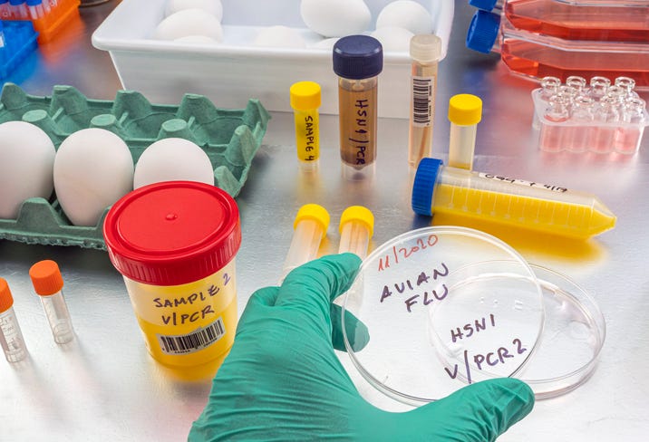 analysis of avian influenza in humans