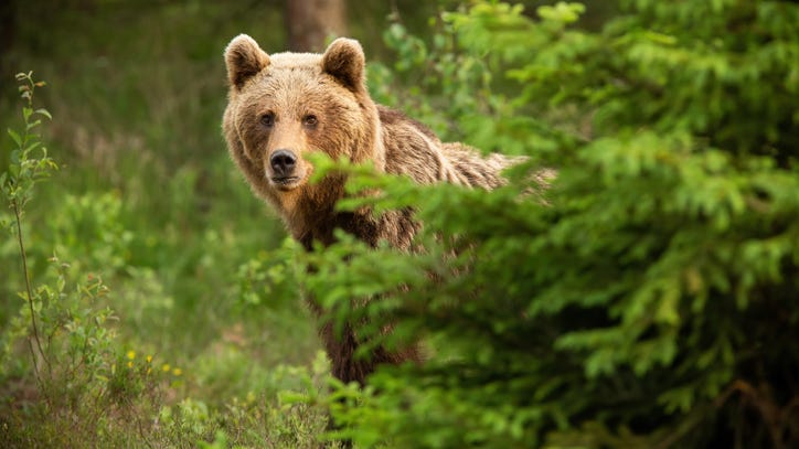 Bears brawl inside South Lake Tahoe carport