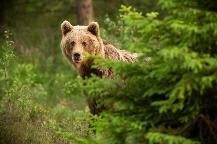 Bear in the woods.