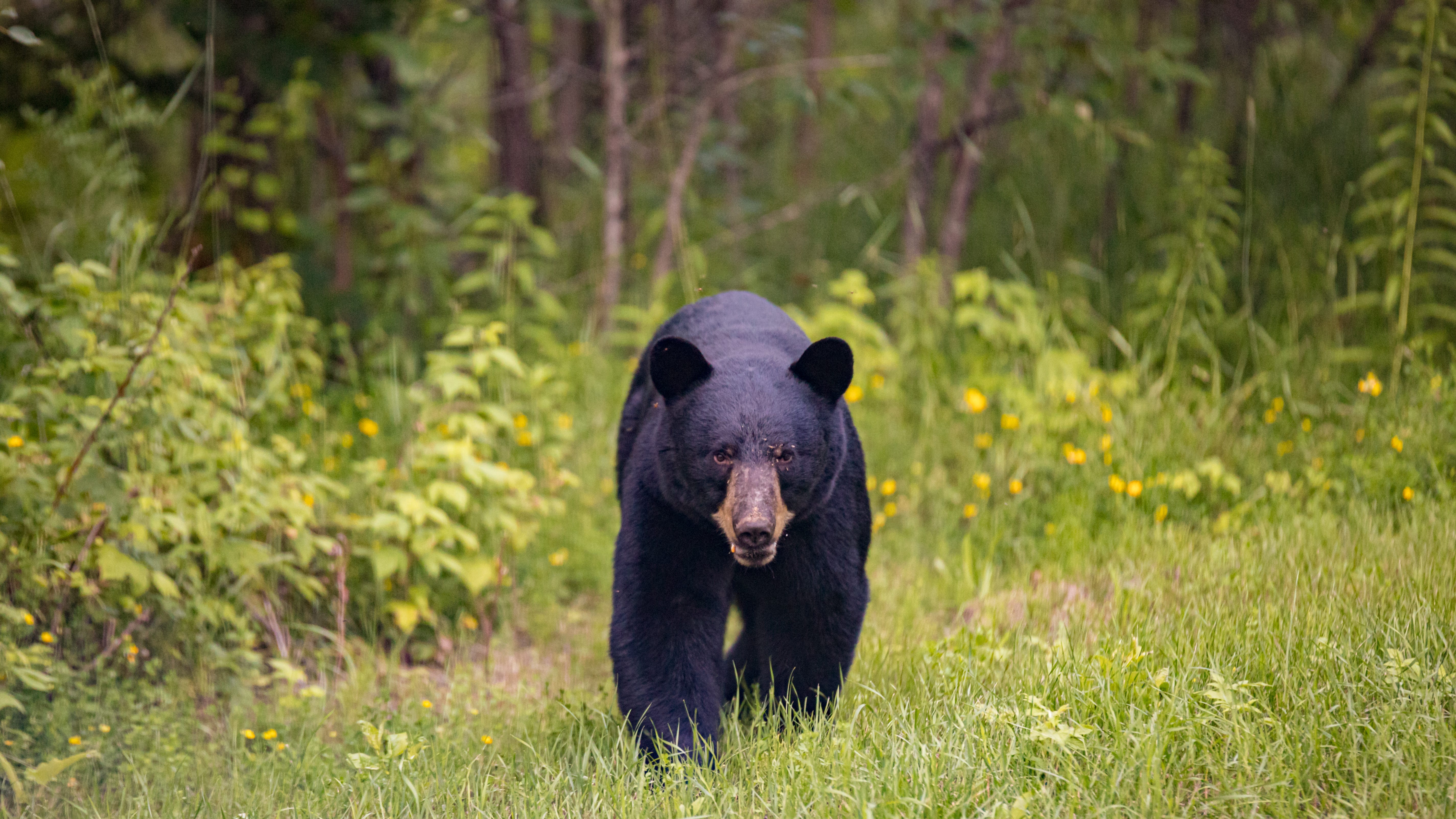 Bear spotted climbing trees in Pasadena