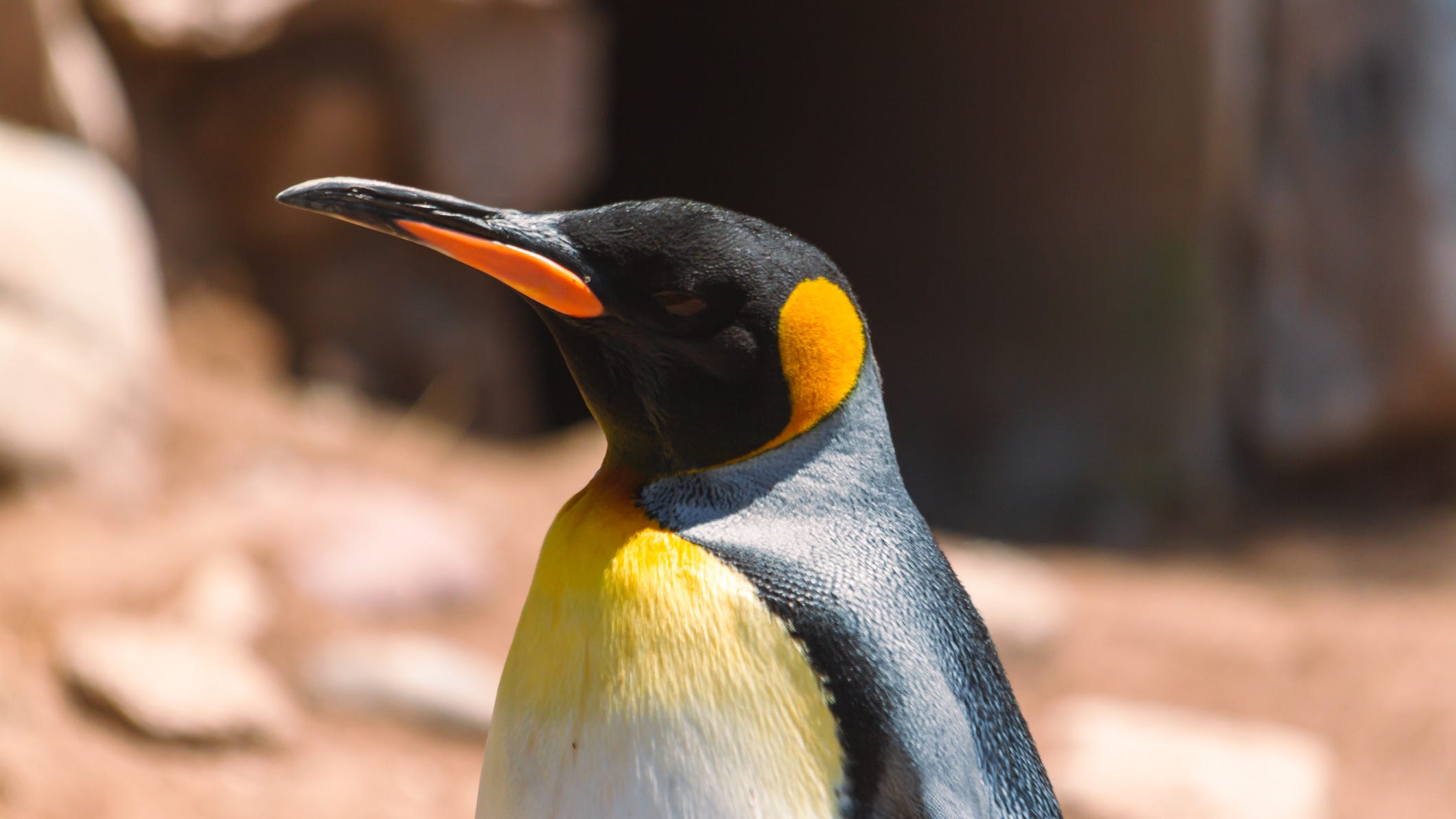 Photographer snaps photo of ‘never-before-seen’ yellow penguin