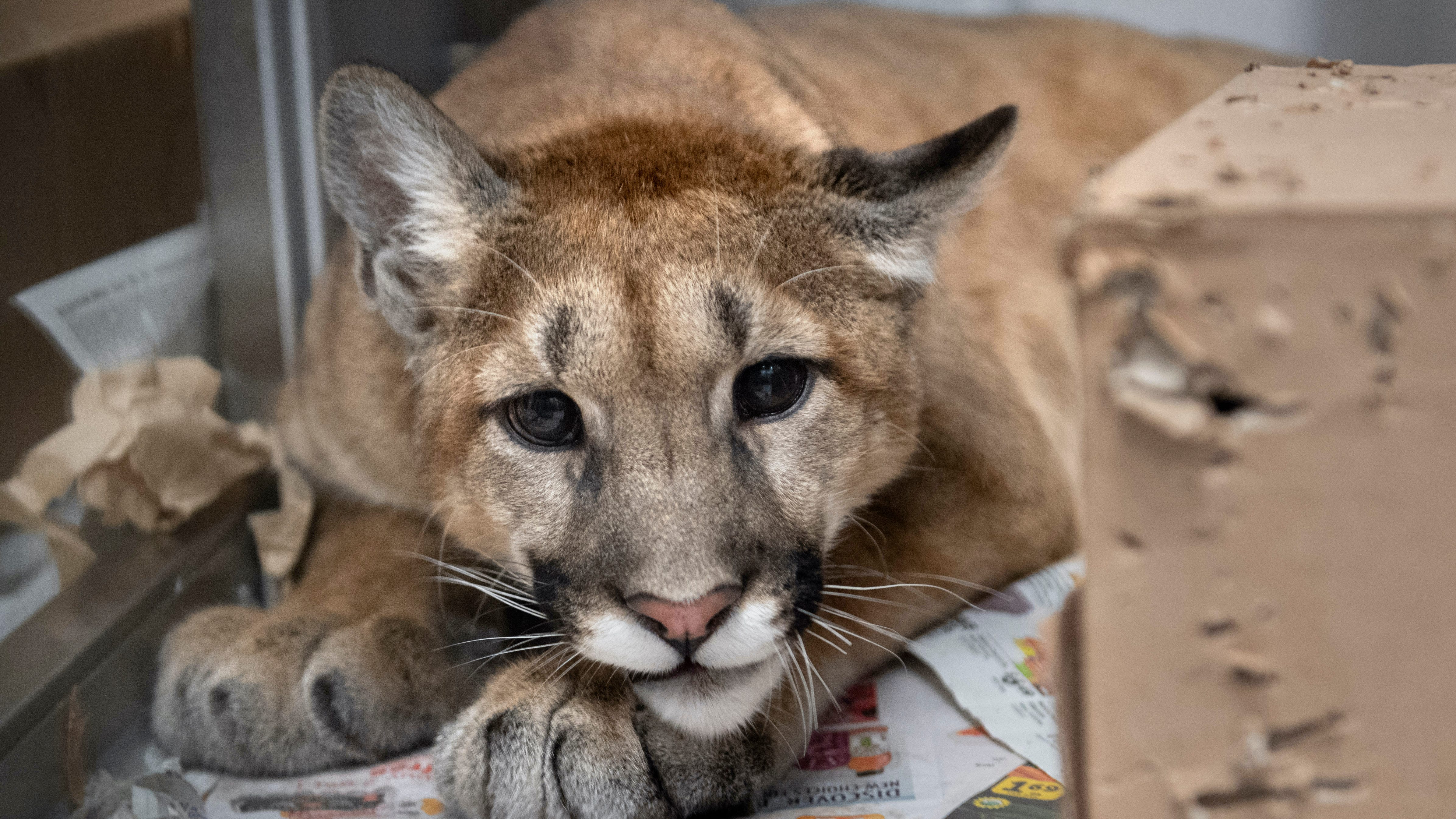 Brave house cat discovers 60-pound mountain lion hiding under family’s deck