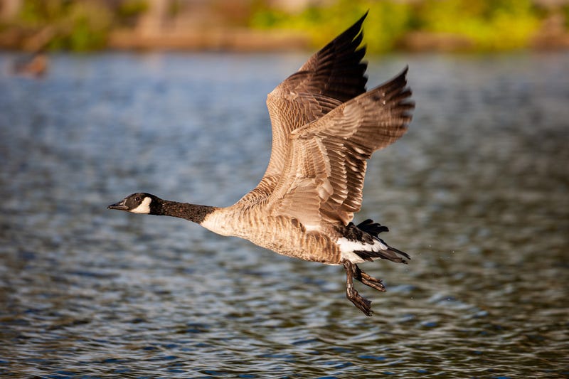 goose
