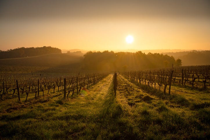 vineyard