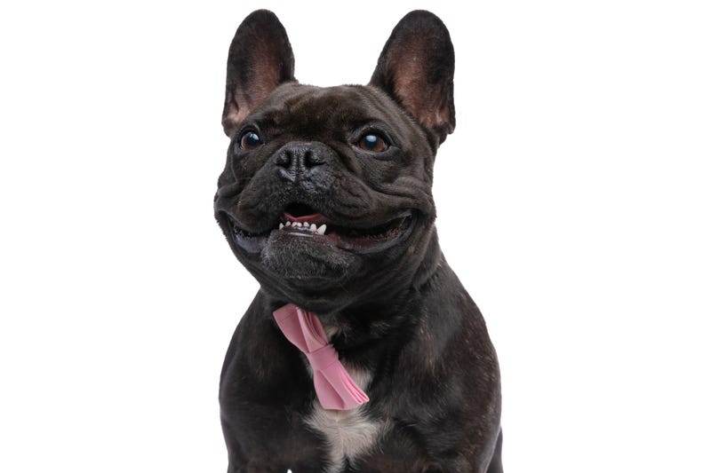 French bulldog