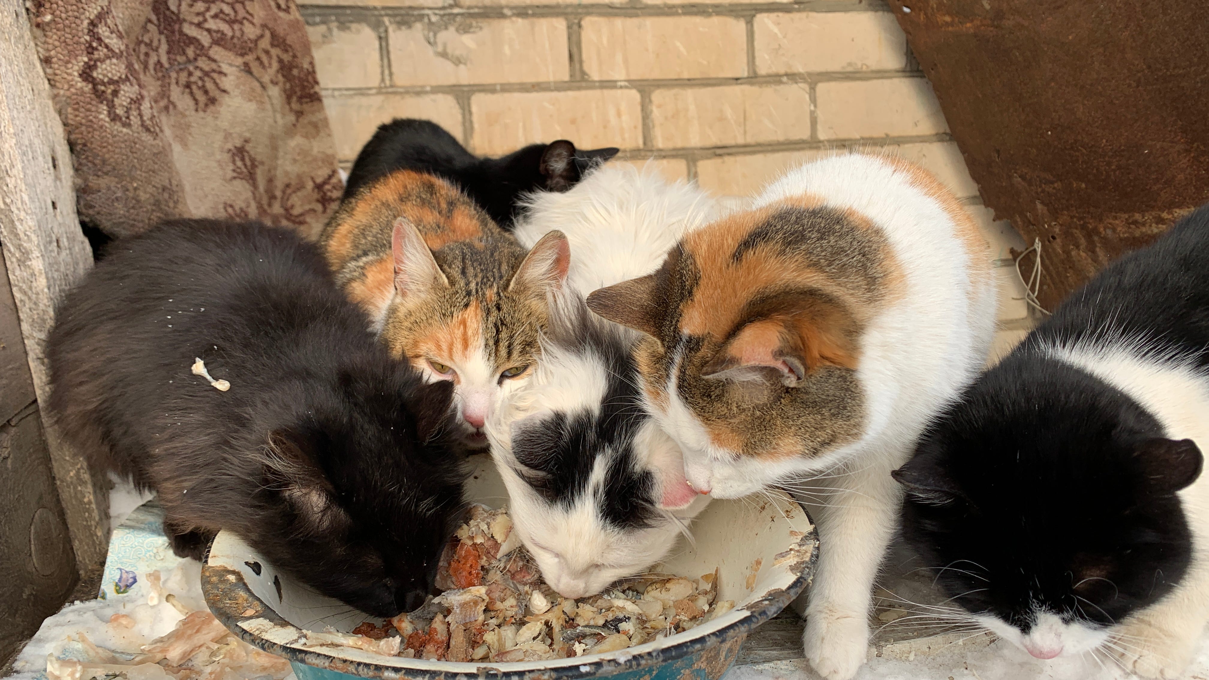 100 animals rescued from Oakland County home without air conditioning