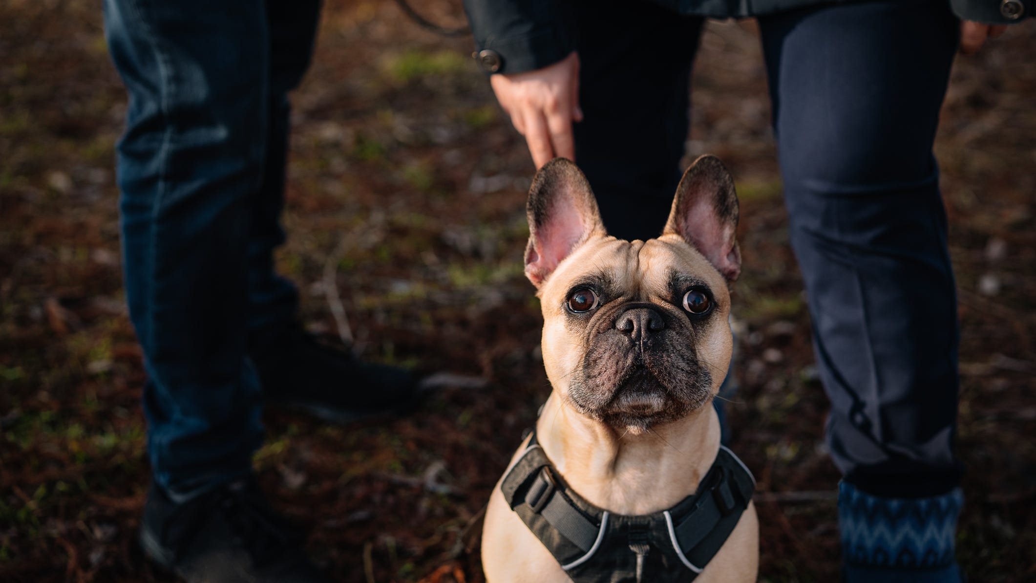 Pa. bill would give guidance on pet ownership in divorce proceedings