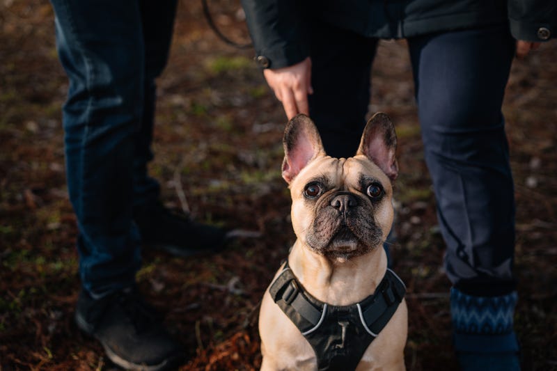 French bulldog