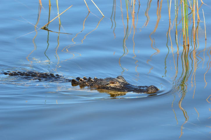 Alligator