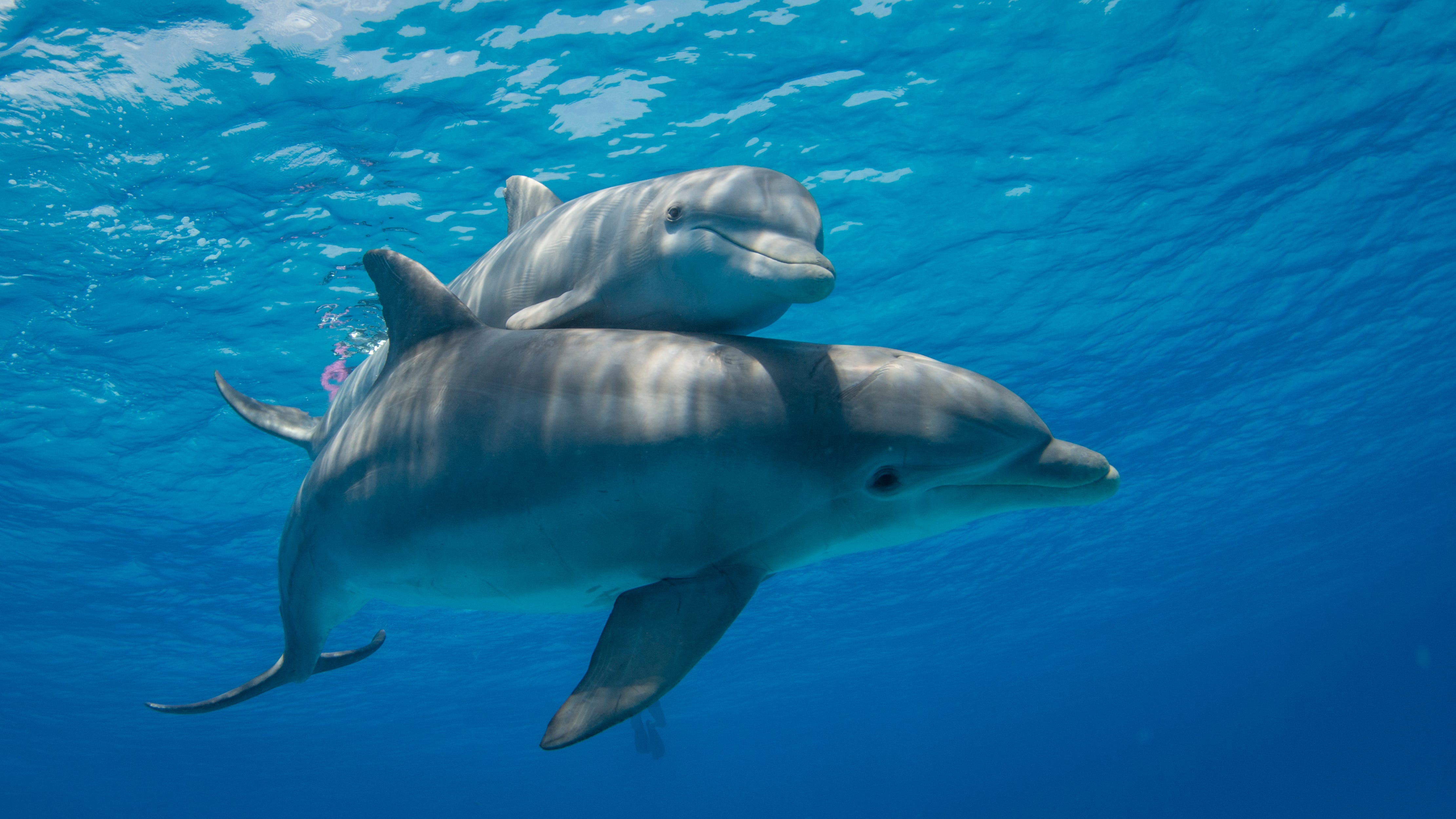 Dramatic rescue not enough to save dolphins stranded on Jersey Shore