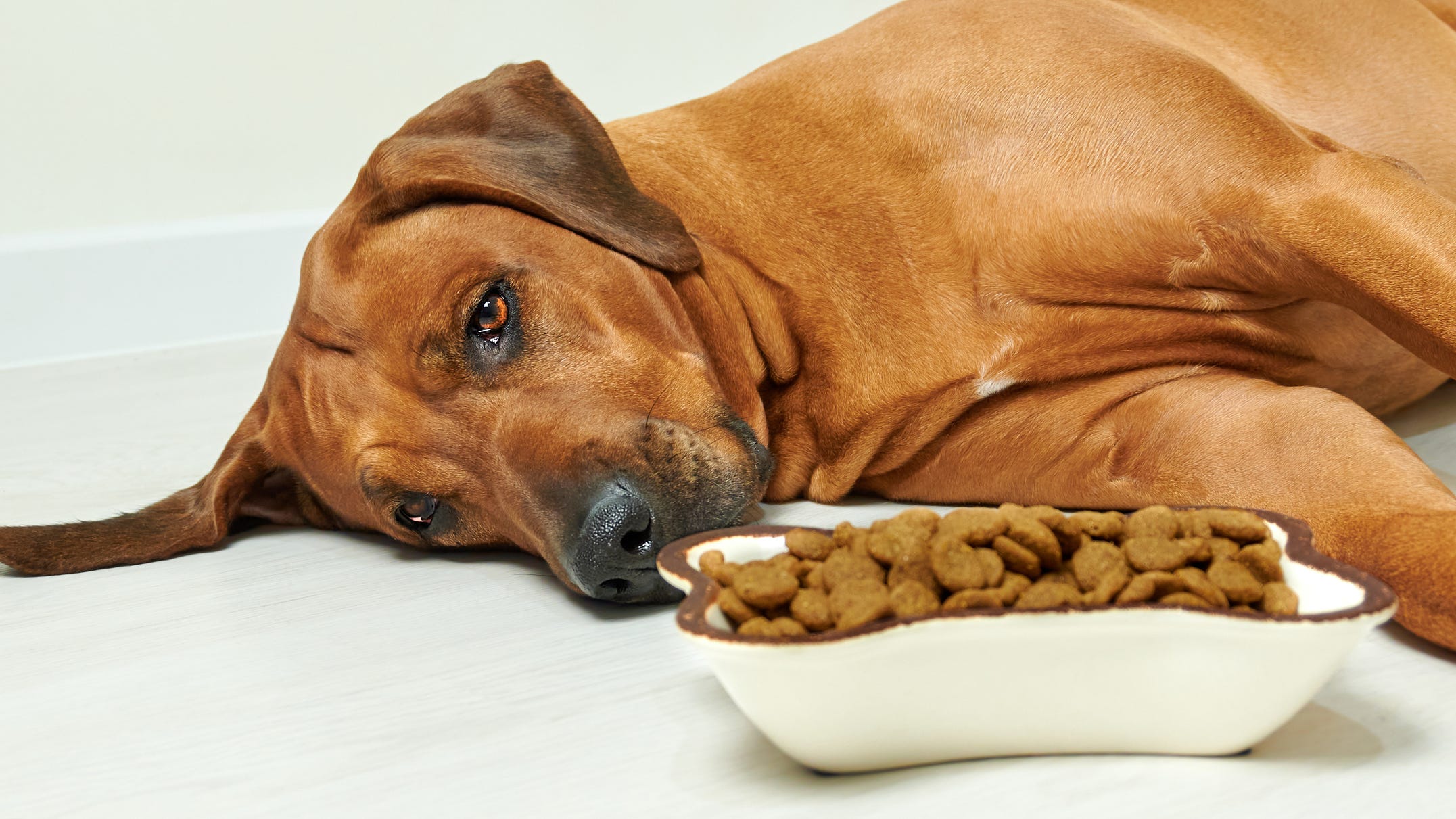 Recall: Purina dog food could be deadly to your pet