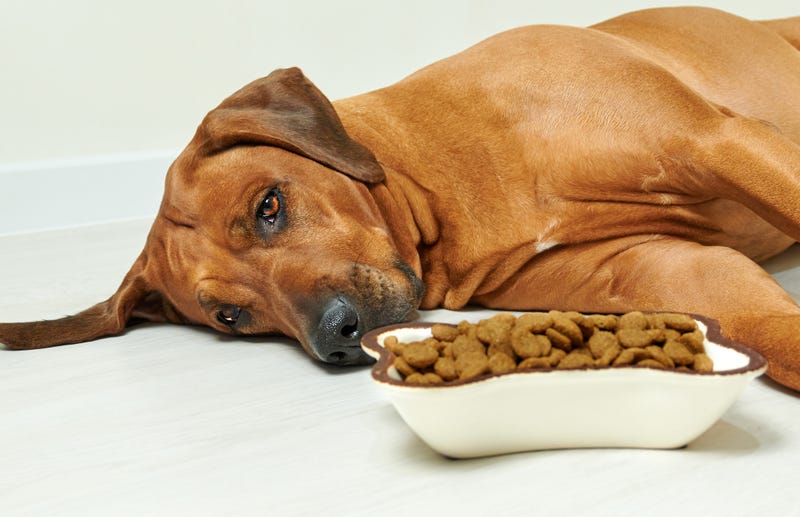 dog kibble