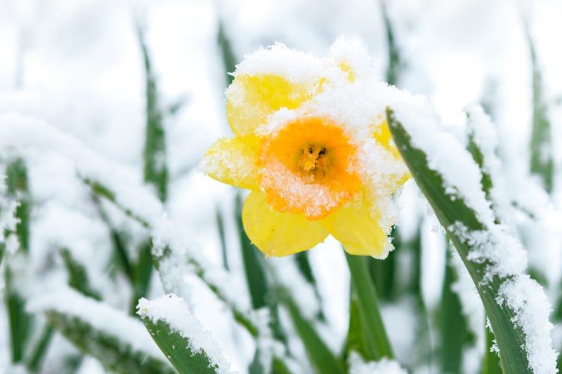 Snow in the spring garden
