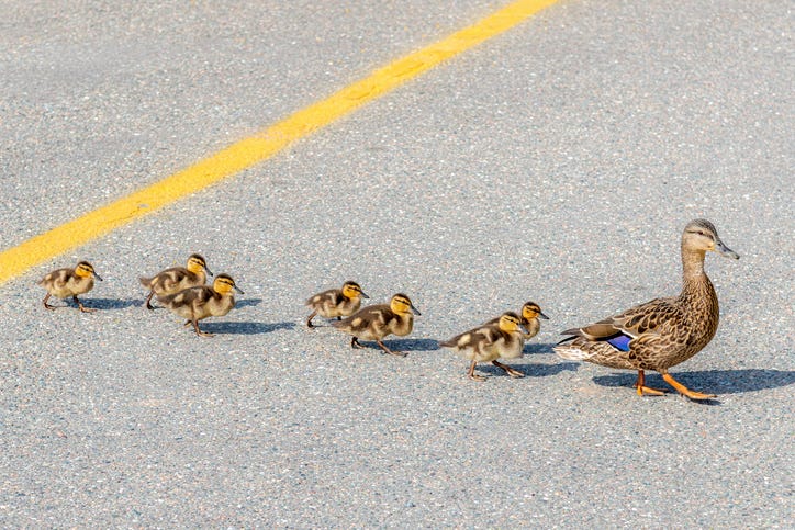 Ducks crossing the road