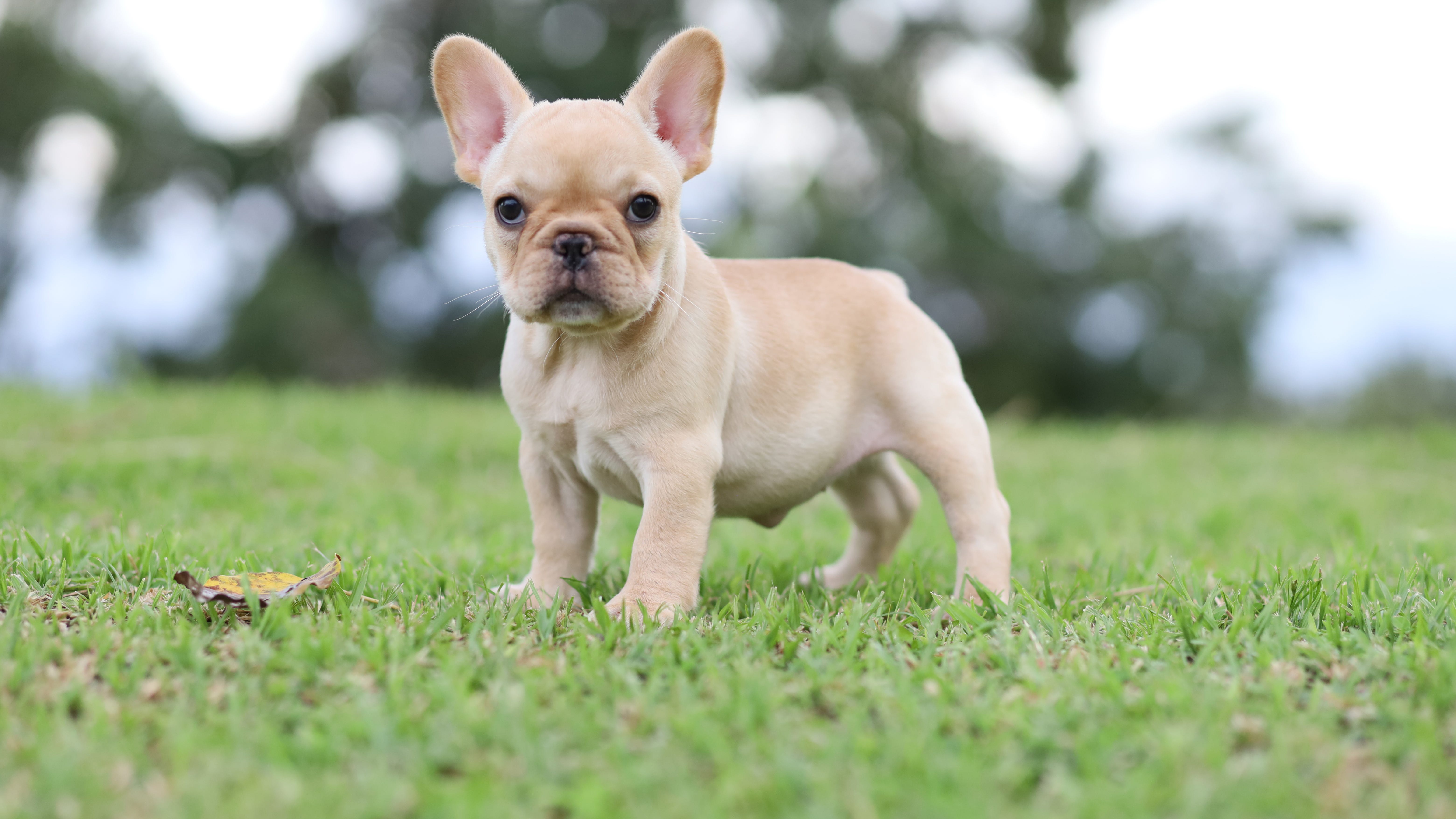 French bulldog puppy, valued at over $3K, stolen from Arlington Heights pet store