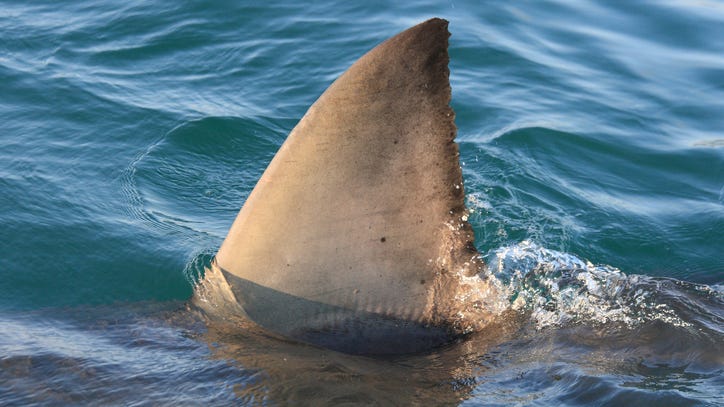 Scot, the 1,600-pound great white shark, spotted off the Gulf Coast