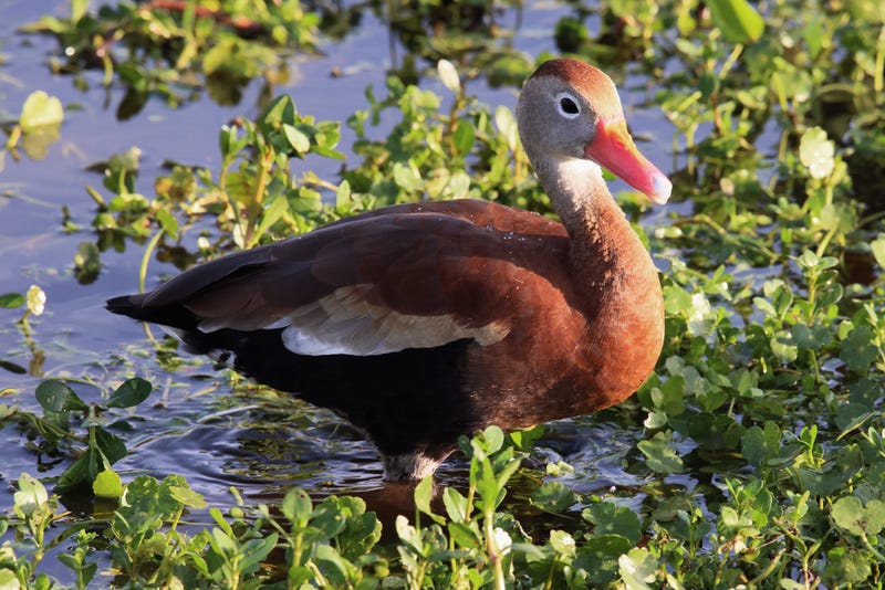 Louisiana asks for extension of black-bellied whistling duck season