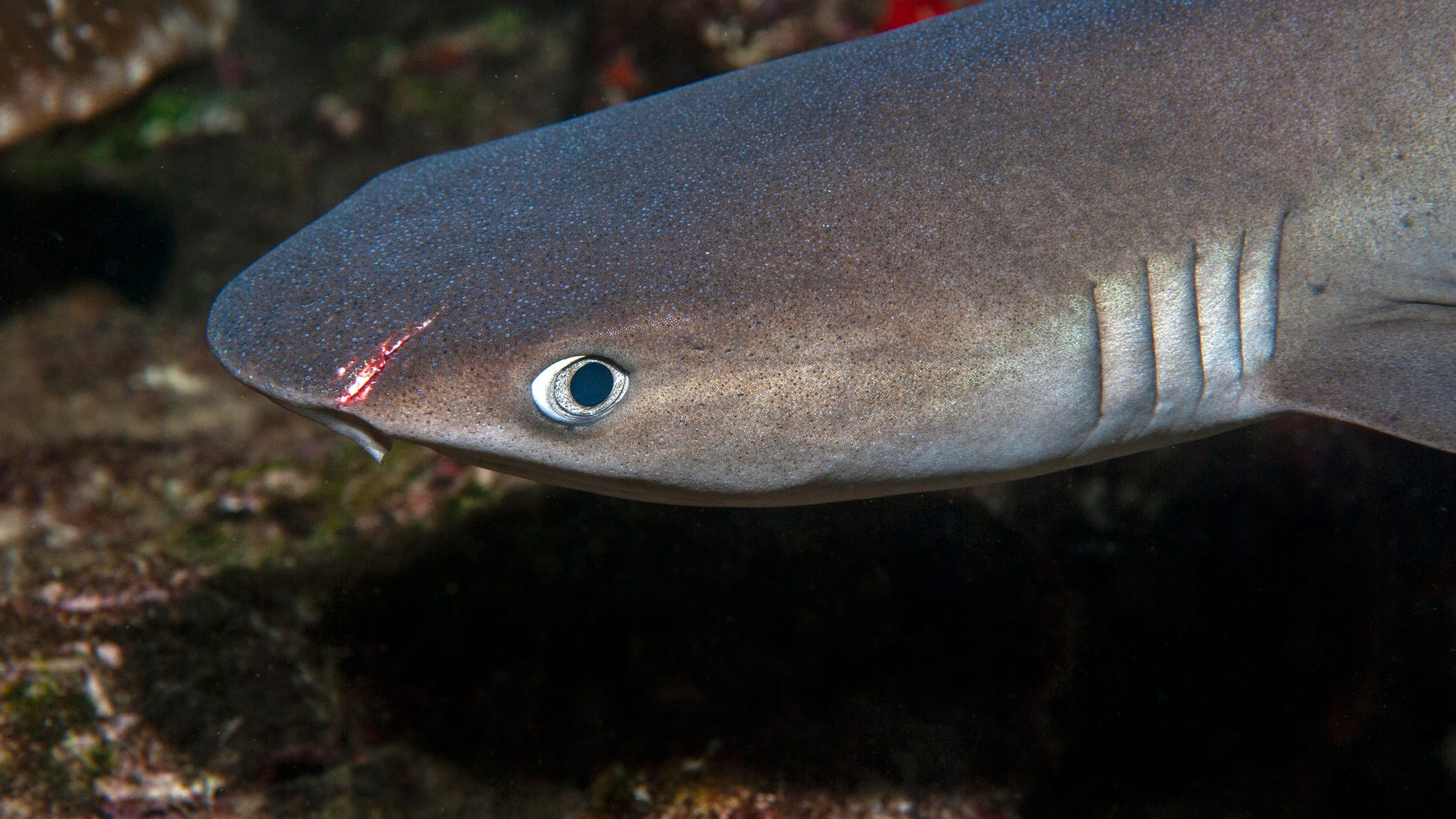 Florida men under investigation for beating shark with hammer