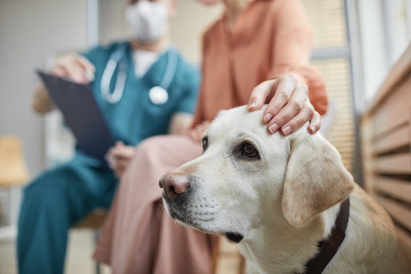 dog health