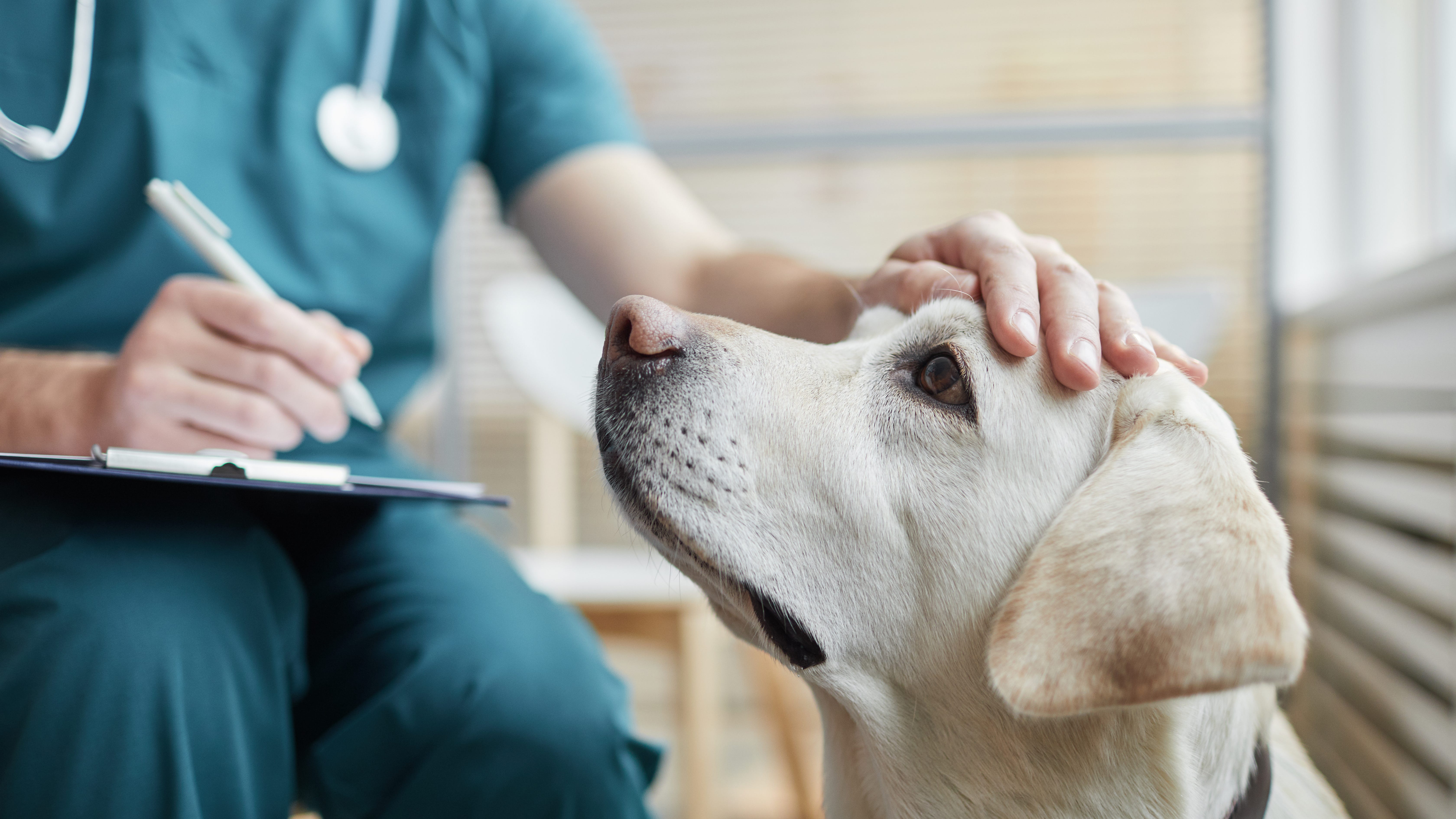 Severe vomiting, diarrhea outbreak seen in Northern Michigan dogs linked to multiple GI diseases