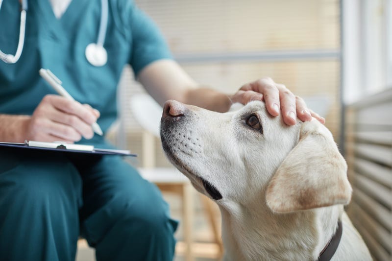 A deadly outbreak seen in Northern Michigan dogs last month may largely be the work of parvovirus, but other severe cases are showing up positive for common diseases, veterinarians say.