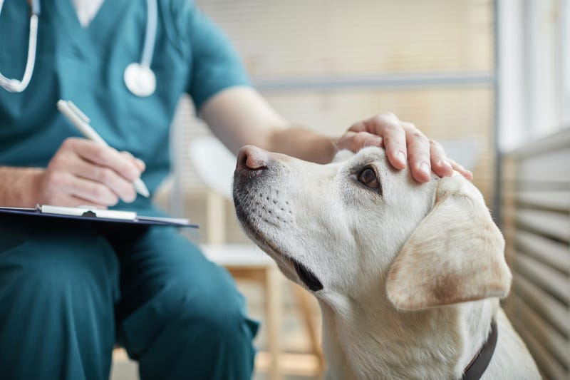 Close up of white Labrador dog at vet clinic.