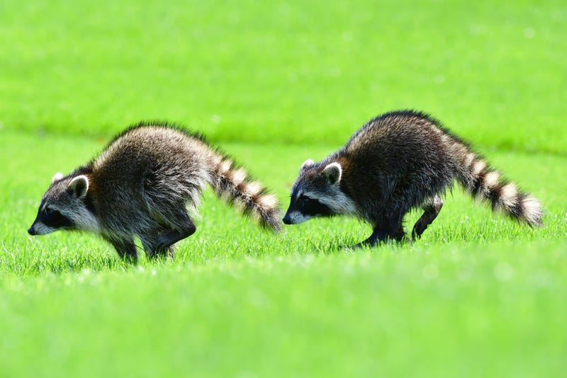 Two raccoons run across the 16th fairway during the final round of the Gainbridge LPGA at Lake Nona Golf and Country Club on February 28, 2021 in Orlando, Florida.