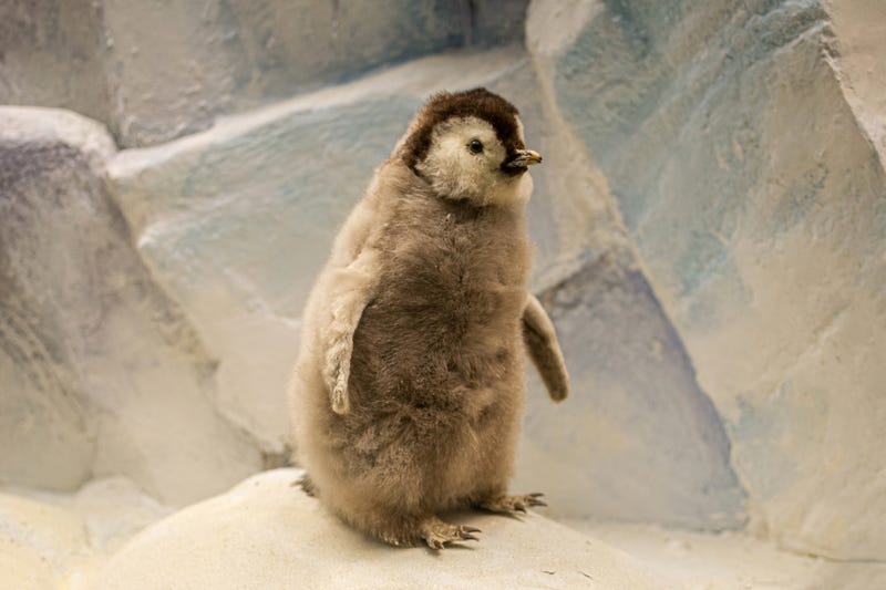 penguin chick
