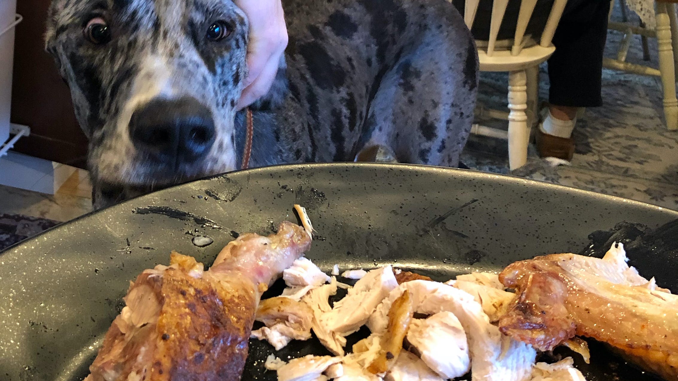 Not so fast with those turkey scraps: These holiday staples could be hazardous for your pets