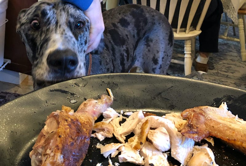 dog smells plate of roasted turkey