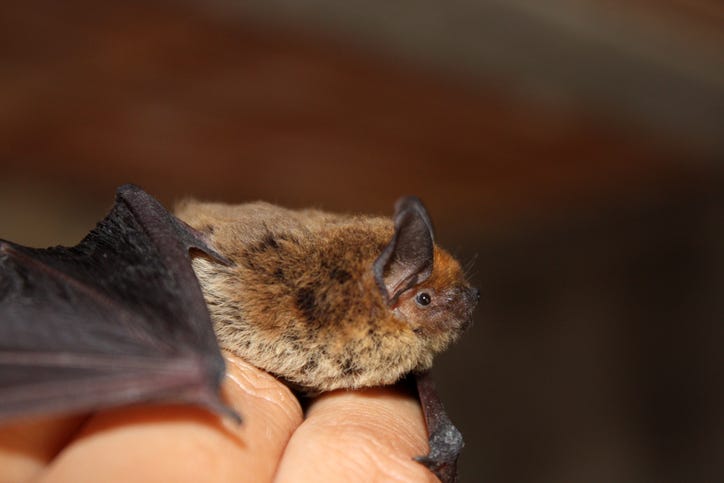 A little brown bat on man's hand