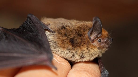 Michigan is home to 9 species of bats — Here's what the DNR wants you to know about them