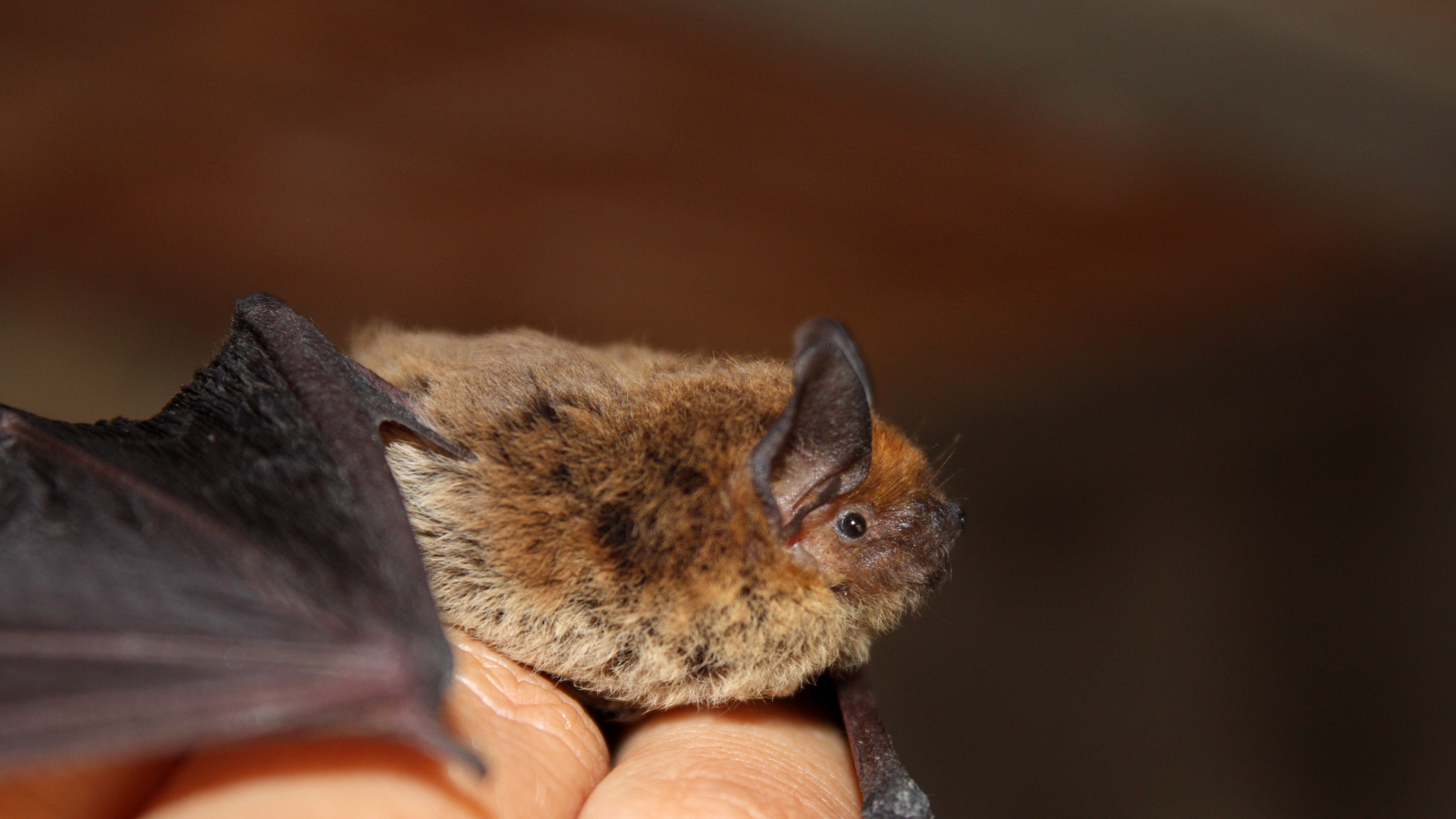 Little brown bats land on Pa.’s endangered species list