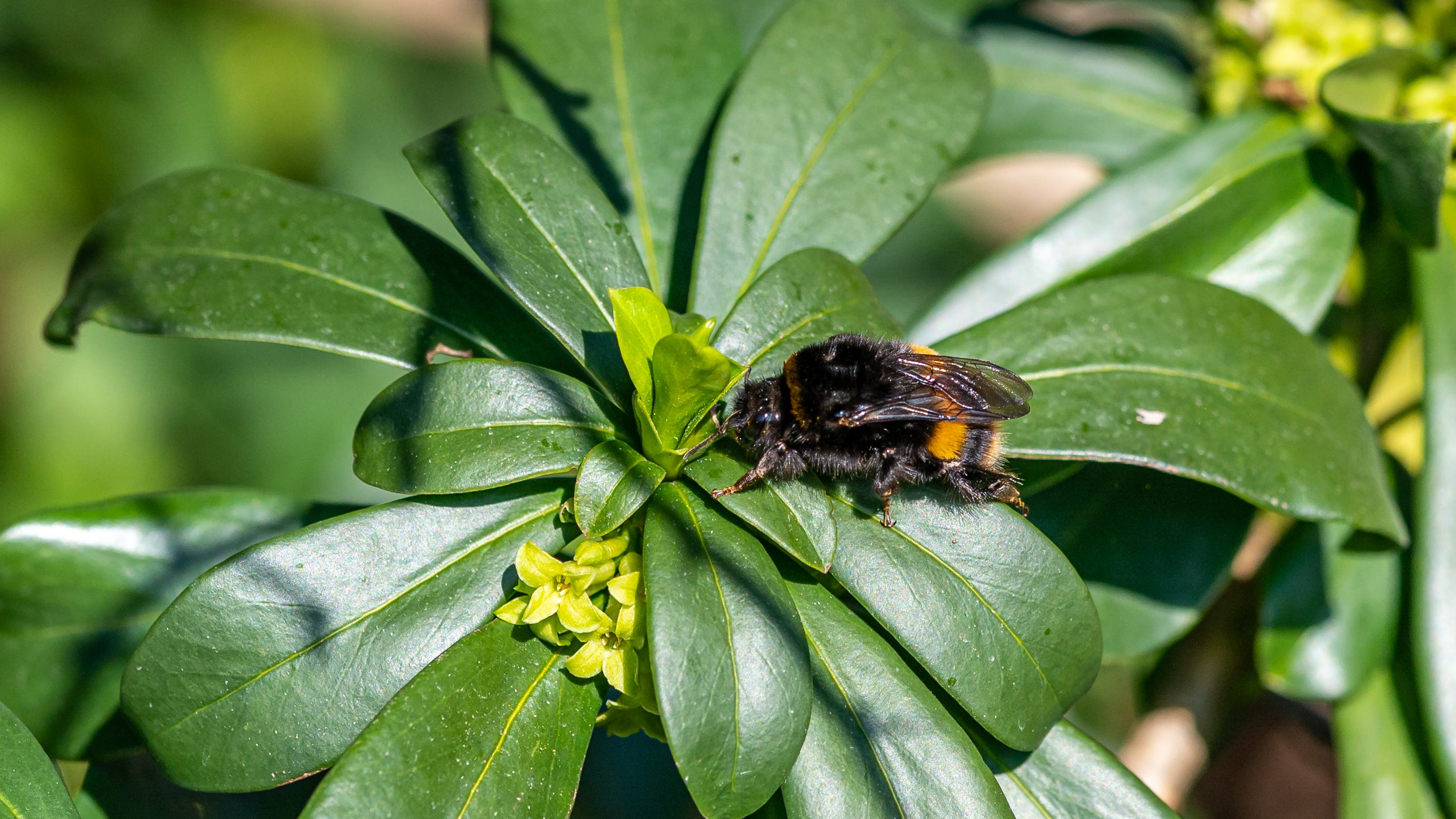 What climate change's effect on bee diets could mean for humans