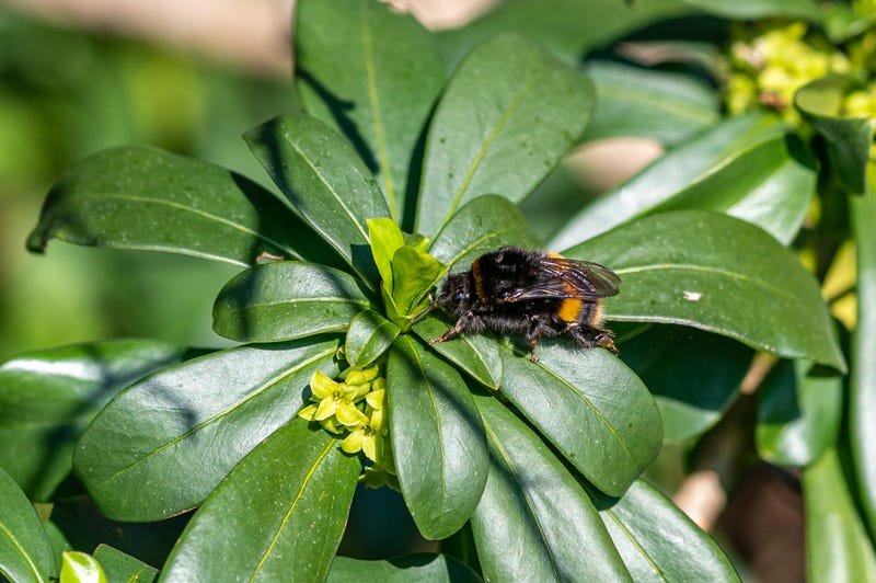 Emerged from hibernation, a queen buff-tailed bumblebee (Bombus terrestris) searches for pollen.