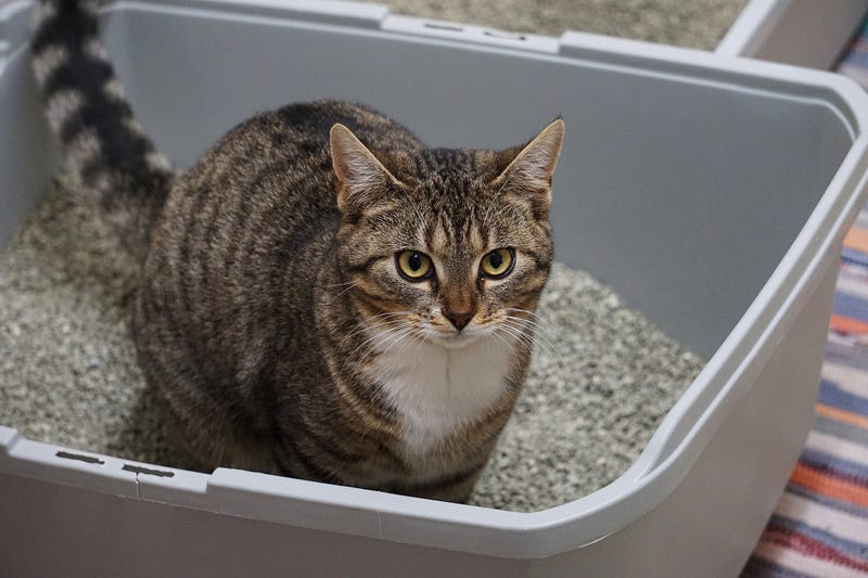 Cat in litter box