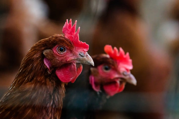 chickens