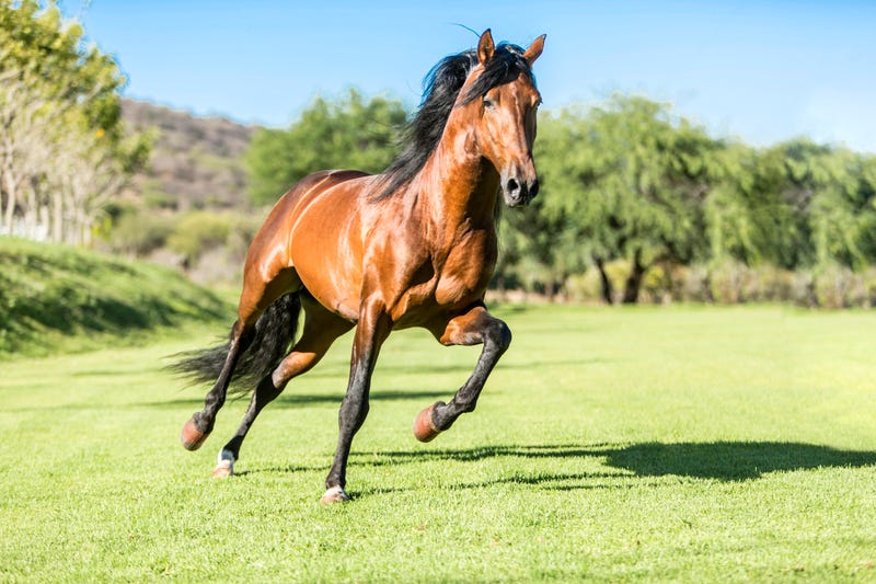 Horses