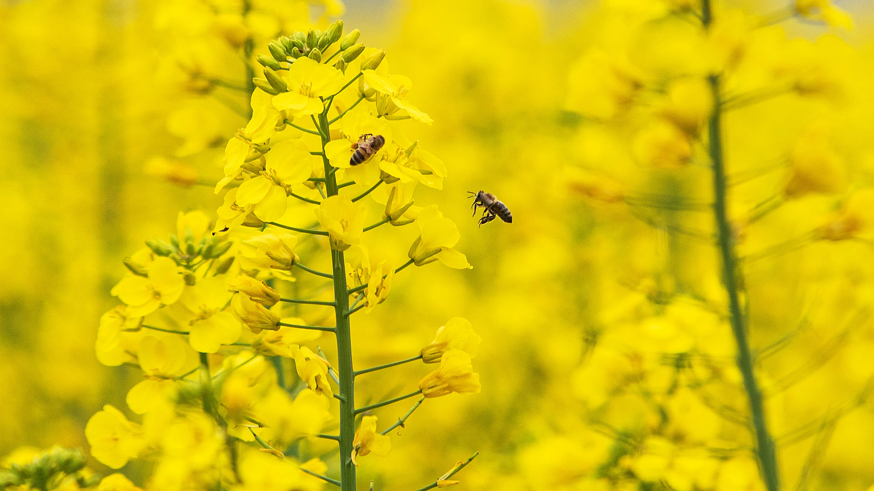 Climate change is lengthening and intensifying pollen allergy season, research shows