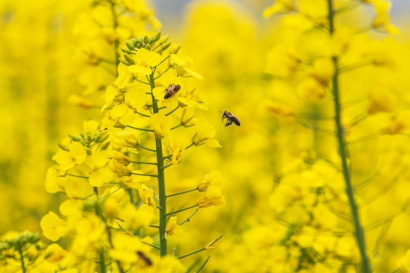 pollen