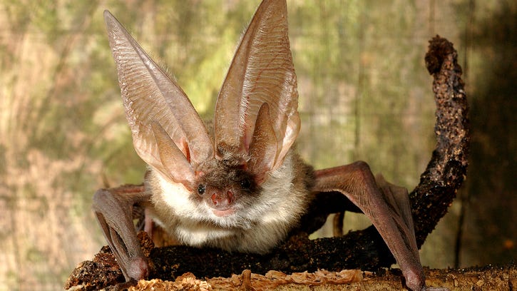 Bats ravaged by fungus may become endangered