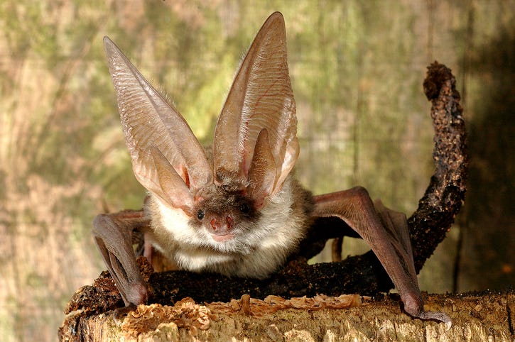 Northern long-eared bat.