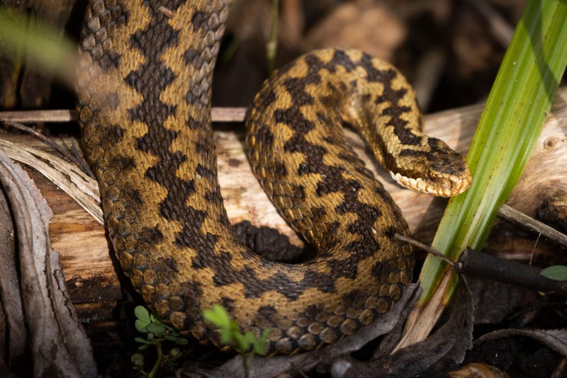 snake